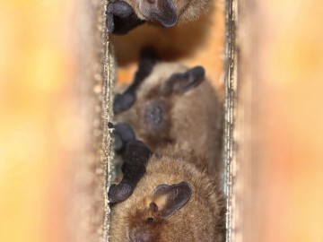 Karliki drobne (Pipistrellus pygmaeus), <p>fot. MI</p>